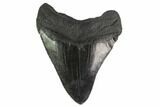 Fossil Megalodon Tooth - Georgia #144329-2